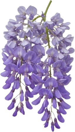 a bunch of purple flowers on a white background.jpg